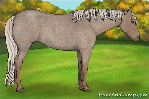 Horse Color:Silver Blue Roan Sabino
