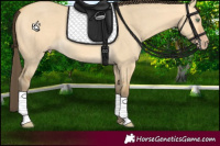 Horse Color:Amber Cream Champagne Dun 