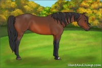 Horse Color:Brown 