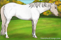 Horse Color:Palomino Roan Near Fewspot 