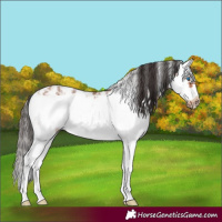 Horse Color:Bay Sabino Splash Frame Rabicano