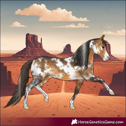 Horse Color:White Spotted Buckskin Sabino 