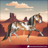 Horse Color:White Spotted Buckskin Sabino 