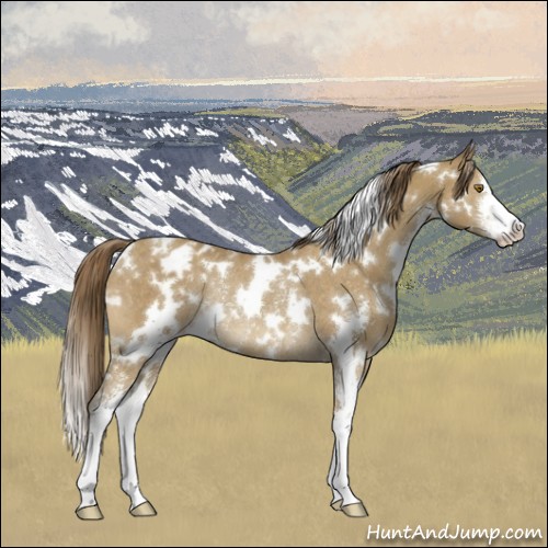 Horse Color:White Spotted Classic Cream Champagne Sabino Appaloosa Rabicano 