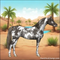 Horse Color:White Spotted Smoky Black Varnish Rabicano