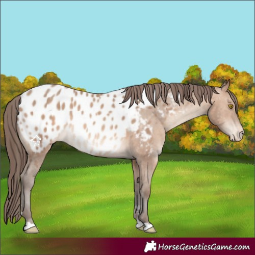 Horse Color:Sable Champagne Near Leopard 