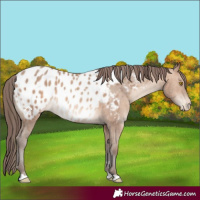 Horse Color:Sable Champagne Appaloosa 
