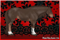 Horse Color:Liver Chestnut Tobiano 