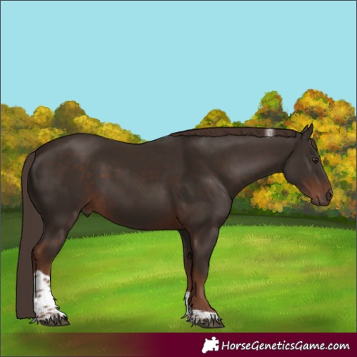 Horse Color:Liver Chestnut Tobiano 