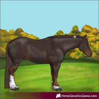 Horse Color:Liver Chestnut Tobiano 