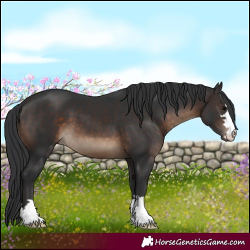 Horse Color:Brown 