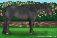 Horse Color:Black 
