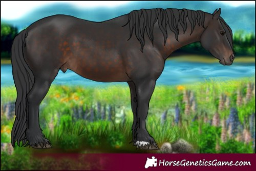 Horse Color:Brown 