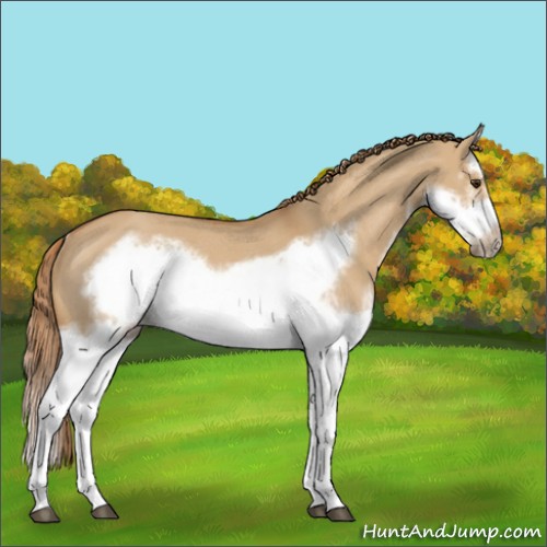 Horse Color:Red Dun Roan Splash Frame Rabicano