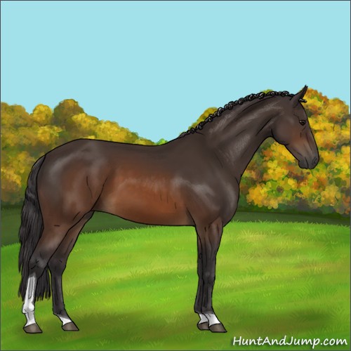 Horse Color:Buckskin Tobiano 