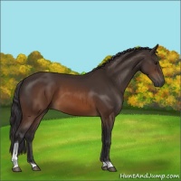 Horse Color:Buckskin Tobiano