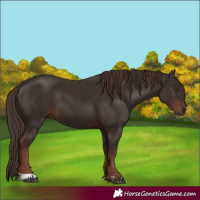 Horse Color:Liver Chestnut  and Liver Chestnut 