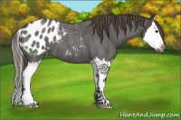 Horse Color:Smoky Blue Roan Sabino Splash Blanket 