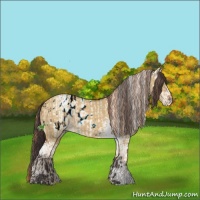 Horse Color:Buckskin Pearl Dun Sabino Appaloosa  and White Spotted Buckskin Dun Sabino 