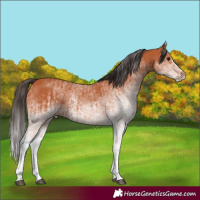 Horse Color:White Spotted Bay Splash  and White Spotted Bay 