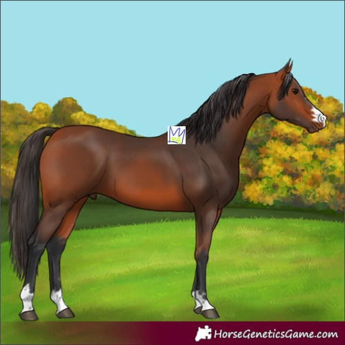 Horse Color:Bay 