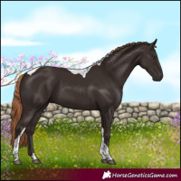 Horse Color:Liver Chestnut Tobiano 