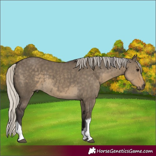 Horse Color:White Spotted Silver Smoky Grullo 