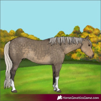 Horse Color:White Spotted Silver Smoky Grullo 