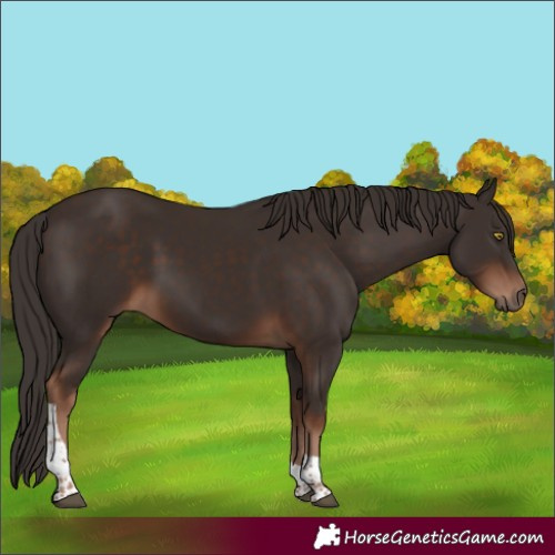 Horse Color:Liver Chestnut Tobiano 