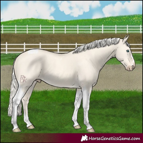 Horse Color:Cremello Dun Tobiano 