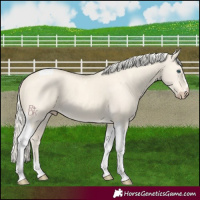 Horse Color:Cremello Dun Tobiano 