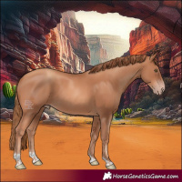 Horse Color:Gold Champagne Tobiano 