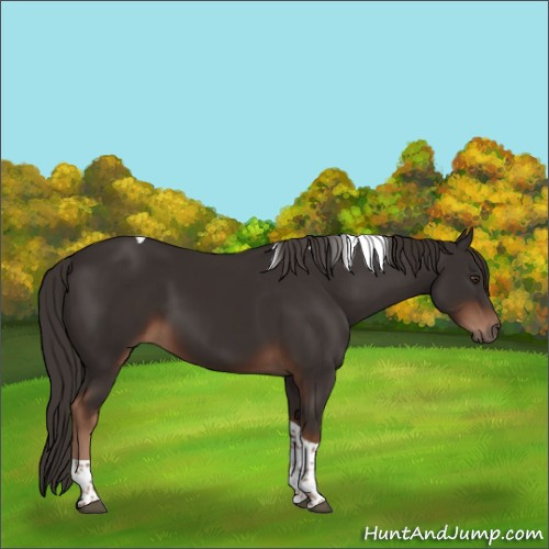 Horse Color:Liver Chestnut Tobiano 