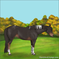Horse Color:Liver Chestnut Tobiano