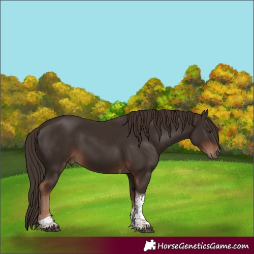 Horse Color:Liver Chestnut Tobiano