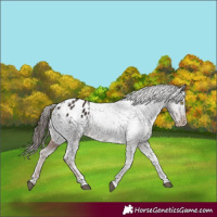 Horse Color:Liver Chestnut Tobiano Appaloosa 
