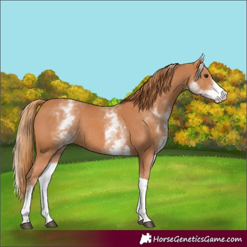Horse Color:White Spotted Chestnut Tobiano Rabicano