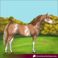 Horse Color:White Spotted Chestnut Tobiano Rabicano 