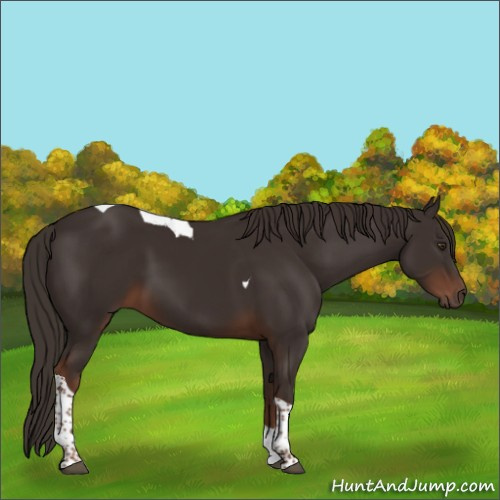 Horse Color:Liver Chestnut Tobiano 