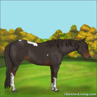Horse Color:Liver Chestnut Tobiano 