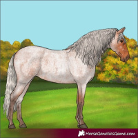 Horse Color:Silver Bay Roan 