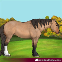 Horse Color:Bay Dun
