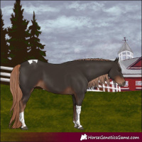 Horse Color:Liver Chestnut Tobiano 