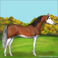 Horse Color:Bay Splash 