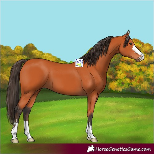 Horse Color:Bay 