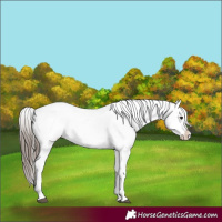 Horse Color:Black Appaloosa Rabicano 