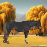 Horse Color:Liver Chestnut Tobiano