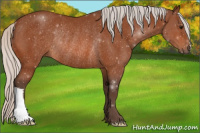 Horse Color:Silver Bay Rabicano