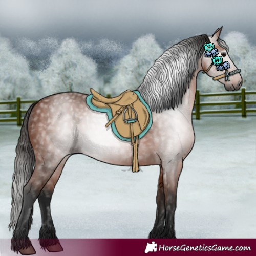 Horse Color:Gray Bay 