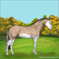 Horse Color:Bay Roan Dun Splash